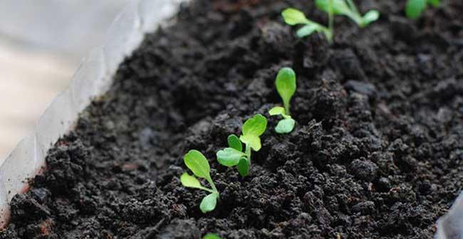 生菜生长期及成熟时间（从种植到采摘的全过程，了解生菜成长的秘密）-第2张图片-绿意生活