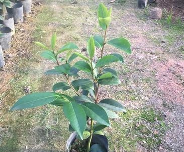 五色红丹茶花的养殖方法和注意事项（从选苗到管理，教你打造茶花园林的好选择）-第2张图片-绿意生活