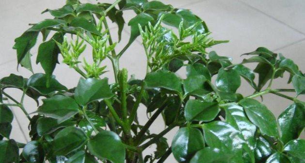 幸福树——室内甲醛净化神器（植物净化空气，助你呼吸清新）-第1张图片-绿意生活