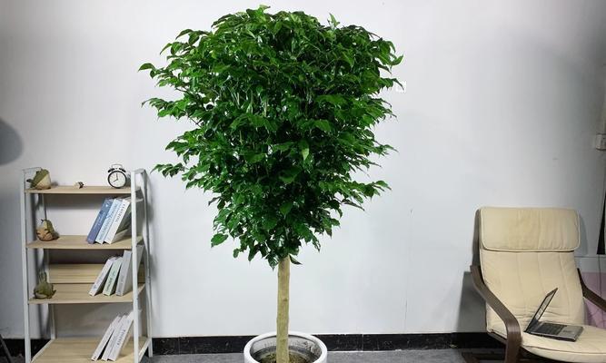 幸福树——室内甲醛净化神器（植物净化空气，助你呼吸清新）-第2张图片-绿意生活