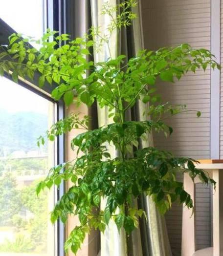 幸福树——室内甲醛净化神器（植物净化空气，助你呼吸清新）-第3张图片-绿意生活