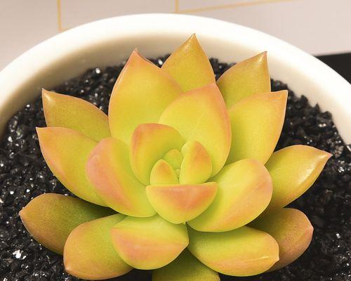 喜阴多肉植物大全（探索喜阴多肉植物的奥秘，打造绿色生活空间）-第3张图片-绿意生活