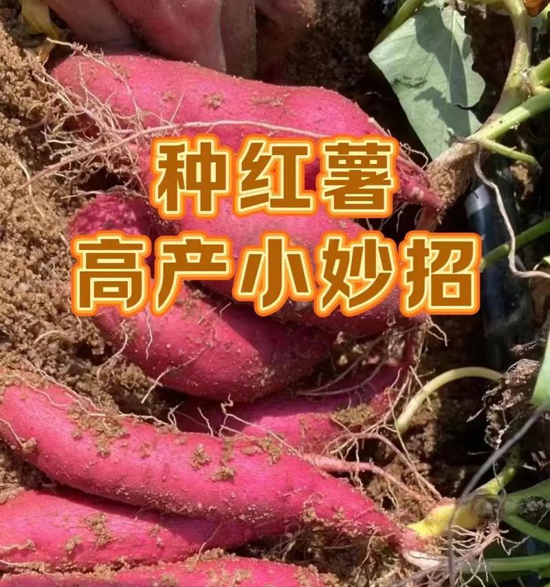 山芋种植时间和方法（从选种到收获，一篇全面的山芋种植指南）-第1张图片-绿意生活