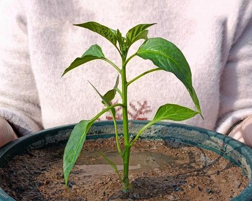 如何科学种植菜椒（菜椒种植时间、方法及注意事项）-第3张图片-绿意生活
