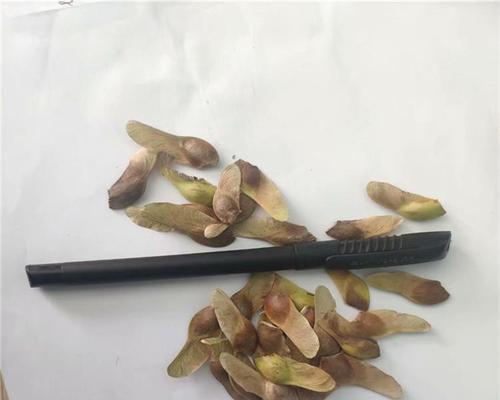 五角枫树种子的食用价值（了解五角枫树种子的营养成分与食用方法）-第2张图片-绿意生活