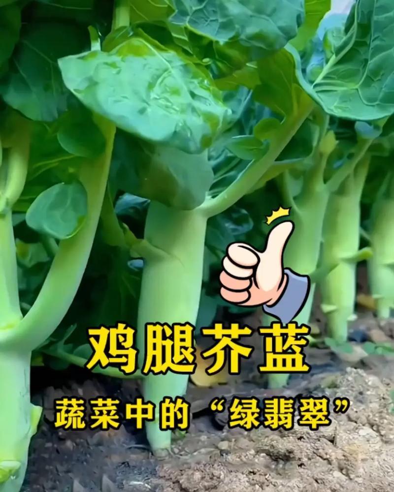如何选择合适的芥蓝播种时间？（掌握正确的种植时间，让芥蓝长势更加旺盛）-第2张图片-绿意生活