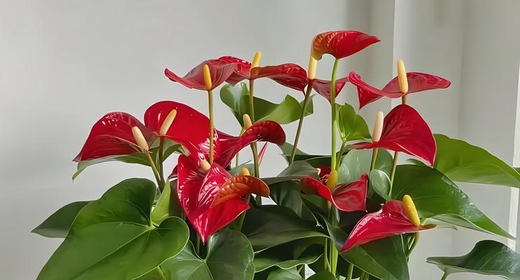 红掌的阳光需求及晒太阳注意事项（让您的红掌健康成长，从正确的阳光晒法开始）-第1张图片-绿意生活