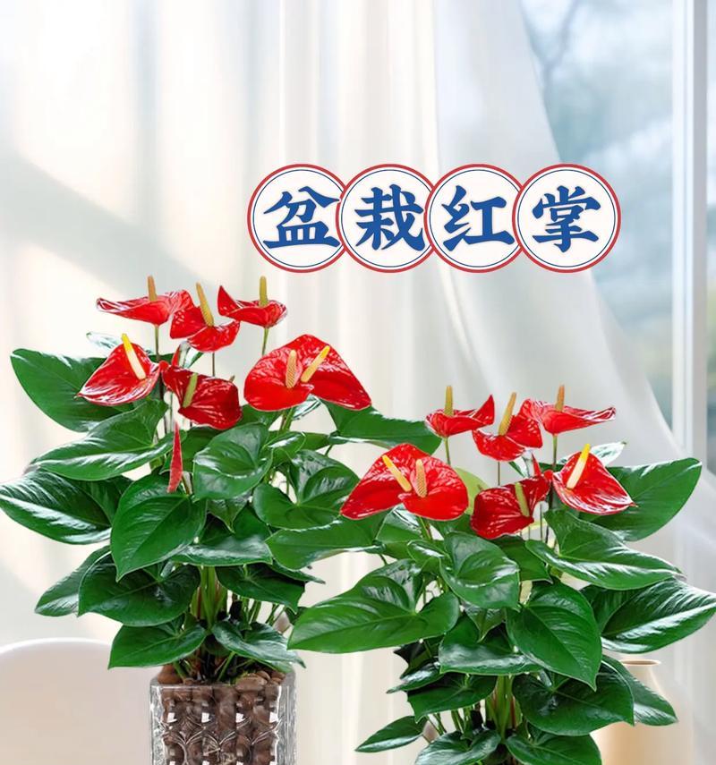 红掌的阳光需求及晒太阳注意事项（让您的红掌健康成长，从正确的阳光晒法开始）-第3张图片-绿意生活