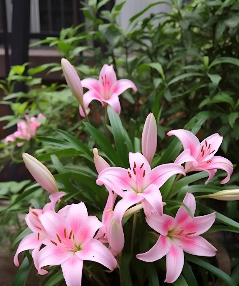 百合的花语与寓意（探究百合鲜花的神秘密码）-第1张图片-绿意生活