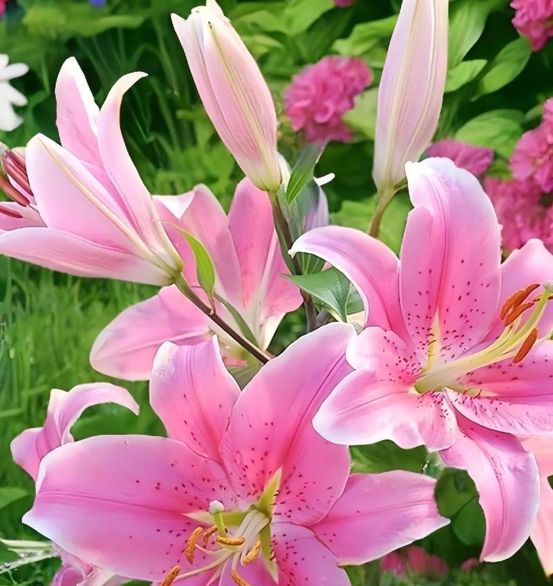 百合的花语与寓意（探究百合鲜花的神秘密码）-第3张图片-绿意生活