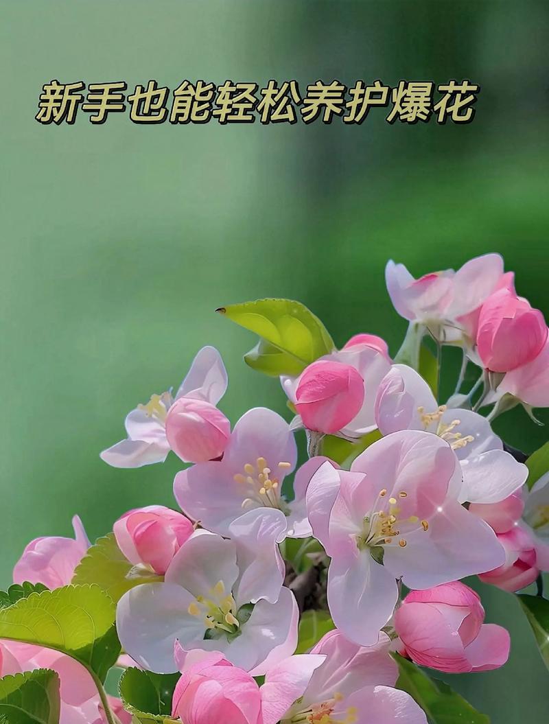 四季海棠的养护（掌握正确方法，让海棠花开更加美丽）-第3张图片-绿意生活