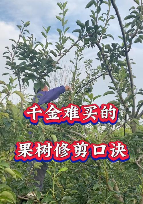 苹果树修剪方法（打造健康树冠，提高果实产量）-第1张图片-绿意生活