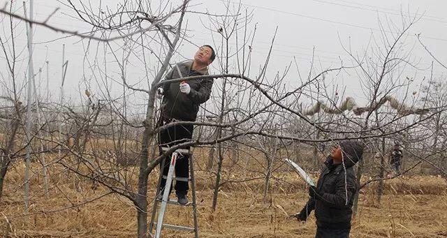 苹果树修剪方法（打造健康树冠，提高果实产量）-第2张图片-绿意生活