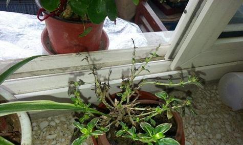 浇水万重山的正确方法（掌握正确时间和技巧，让植物生长更健康）-第2张图片-绿意生活