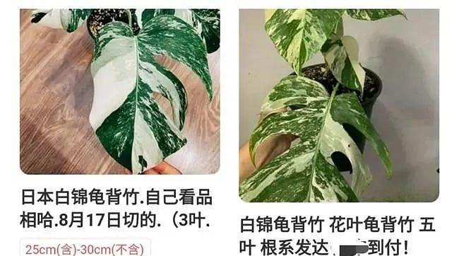 浇水万重山的正确方法（掌握正确时间和技巧，让植物生长更健康）-第3张图片-绿意生活