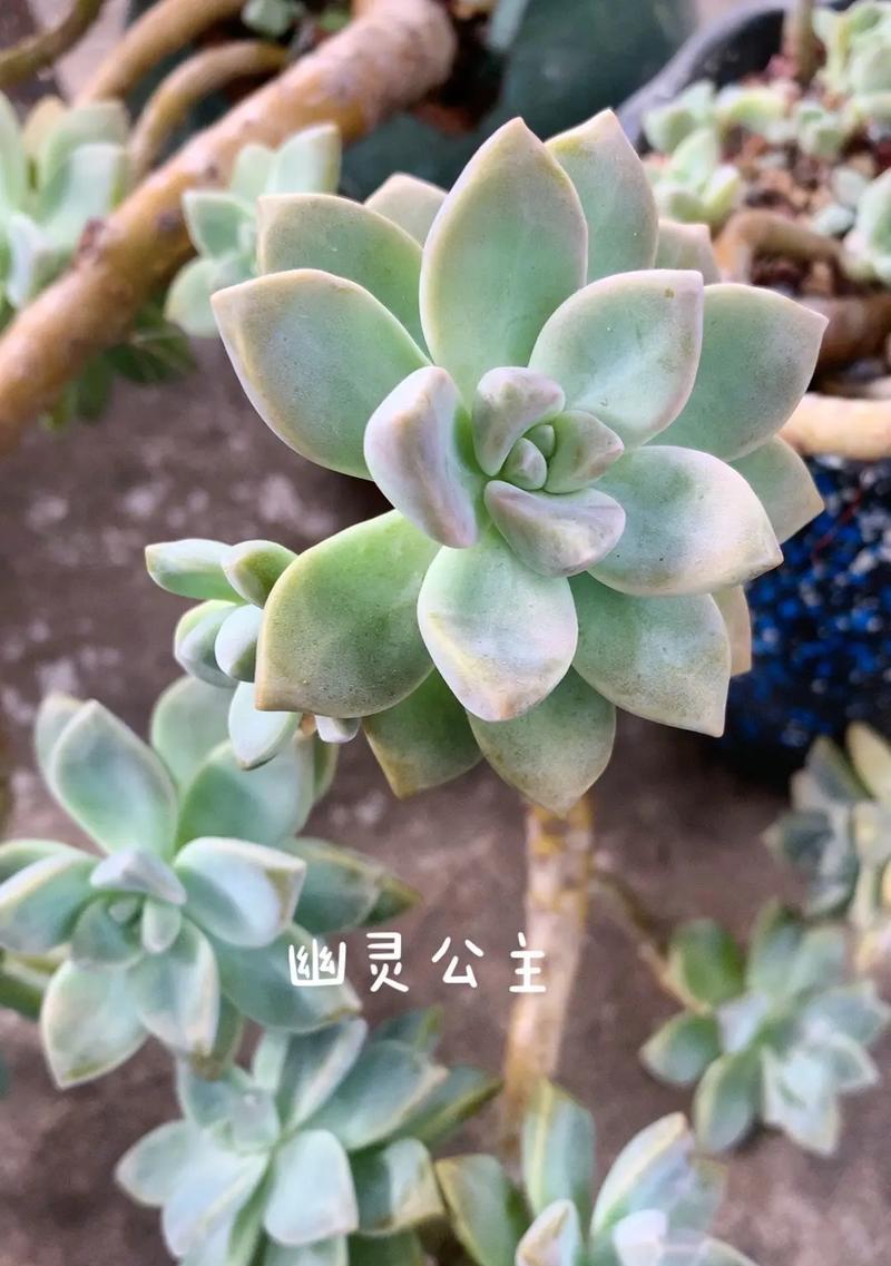 淡雪多肉的养殖方法与注意事项（打造迷人的多肉植物世界）-第1张图片-绿意生活