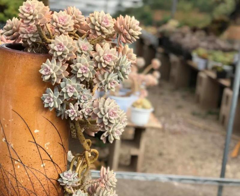 淡雪多肉的养殖方法与注意事项（打造迷人的多肉植物世界）-第2张图片-绿意生活