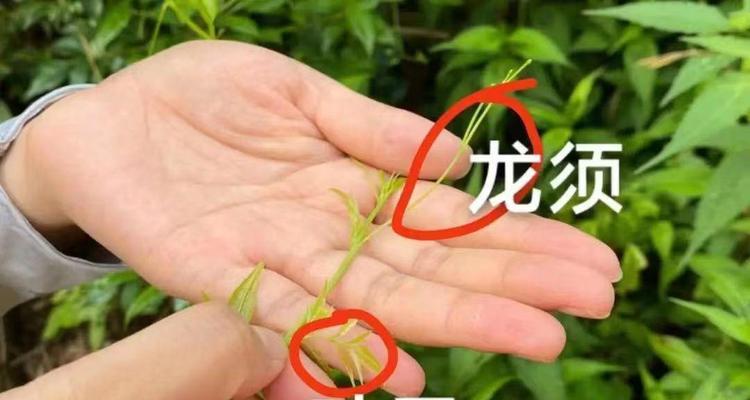 如何挽救下垂的龙须叶？（龙须叶下垂的原因及护理技巧）-第1张图片-绿意生活