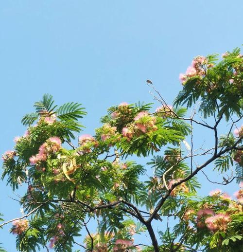 合欢花的种类及特点（了解合欢花，让你爱上这个美丽的花种）-第2张图片-绿意生活