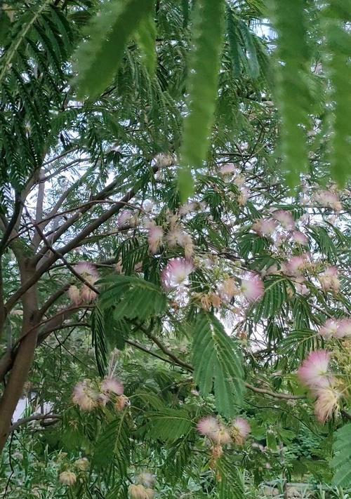 合欢花的种类及特点（了解合欢花，让你爱上这个美丽的花种）-第3张图片-绿意生活
