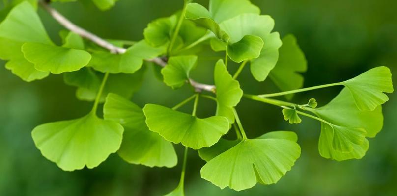 银杏不是草本植物（探究银杏的植物分类）-第1张图片-绿意生活