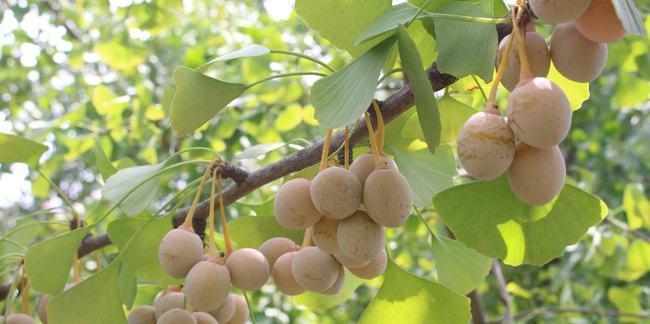 银杏不是草本植物（探究银杏的植物分类）-第3张图片-绿意生活
