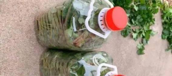 如何保存新鲜香菜？（长效保存香菜的小技巧）-第1张图片-绿意生活