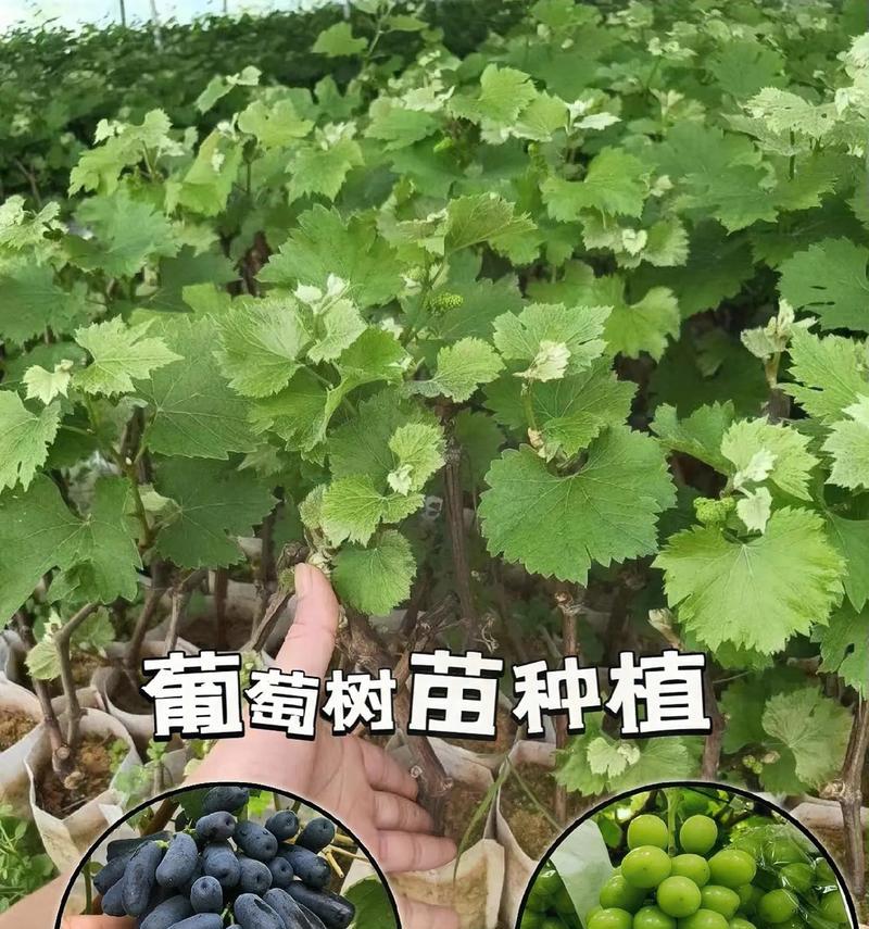 树葡萄的种植条件及注意事项（掌握这些，让你的树葡萄收成更丰硕）-第1张图片-绿意生活