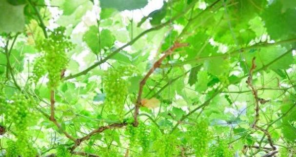 树葡萄的种植条件及注意事项（掌握这些，让你的树葡萄收成更丰硕）-第3张图片-绿意生活