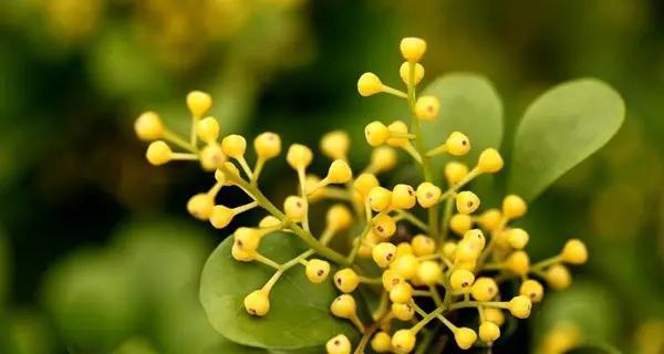 淘米水不仅可以喝，还能浇花？（用淘米水浇花，惊喜不断）-第3张图片-绿意生活