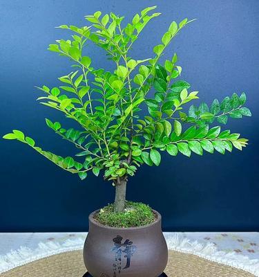 家里不能养黑骨茶的原因（了解家里养黑骨茶的风险和不利因素）-第1张图片-绿意生活