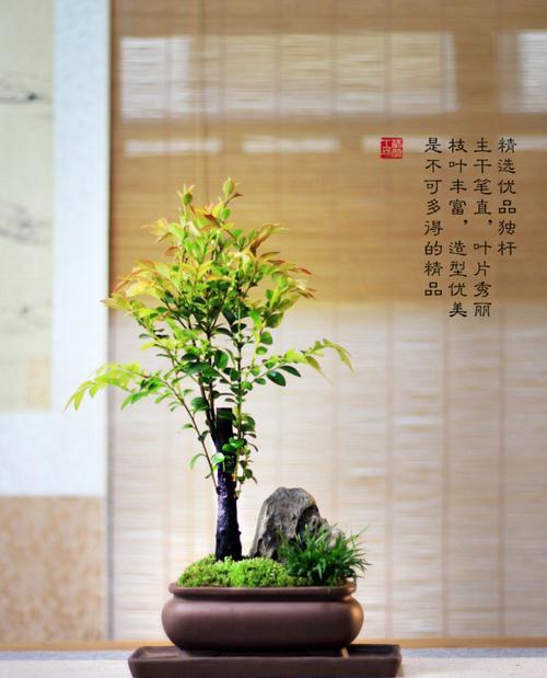 家里不能养黑骨茶的原因（了解家里养黑骨茶的风险和不利因素）-第3张图片-绿意生活