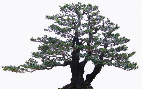 家里不能养黑骨茶的原因（了解家里养黑骨茶的风险和不利因素）-第2张图片-绿意生活