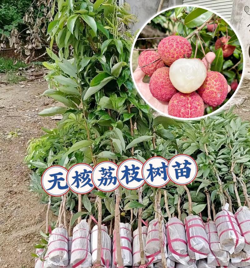 荔枝的生长习性与形态特征（探秘荔枝树与果实的奥秘）-第2张图片-绿意生活