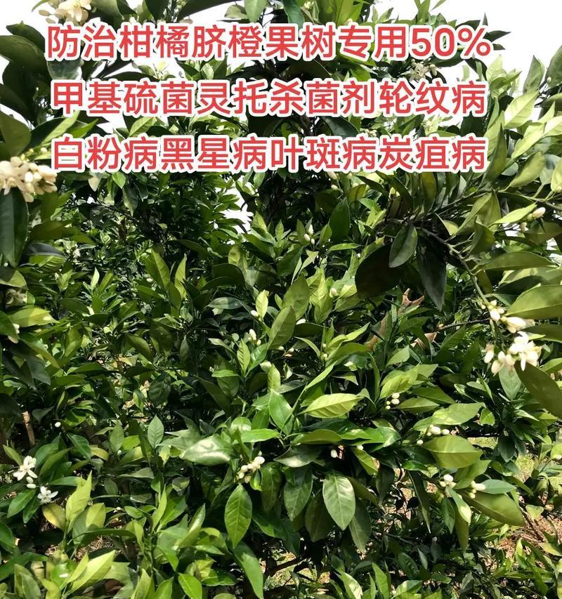 治疗柑橘黄叶病的药物选择（探寻药物治疗柑橘黄叶病的有效方案）-第3张图片-绿意生活