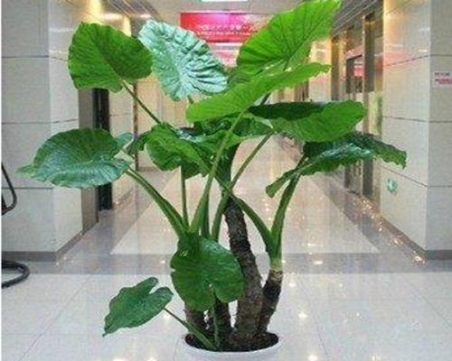 观音叶的来源与特点（探秘观音叶所属树种及其叶形特征）-第3张图片-绿意生活