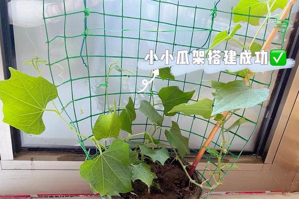 佛手瓜可在花盆里种植的方法与技巧（学会室内种植佛手瓜，打造迷你果园）-第2张图片-绿意生活