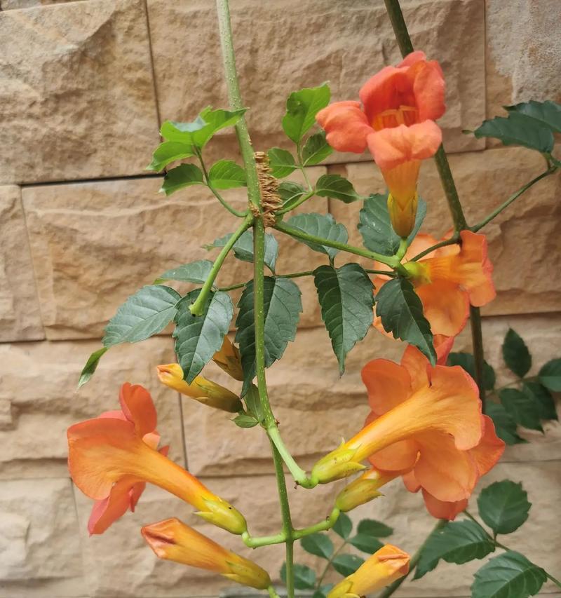 探秘爬藤植物（从生长习性到适宜环境，一一解析爬藤植物的奥秘）-第2张图片-绿意生活