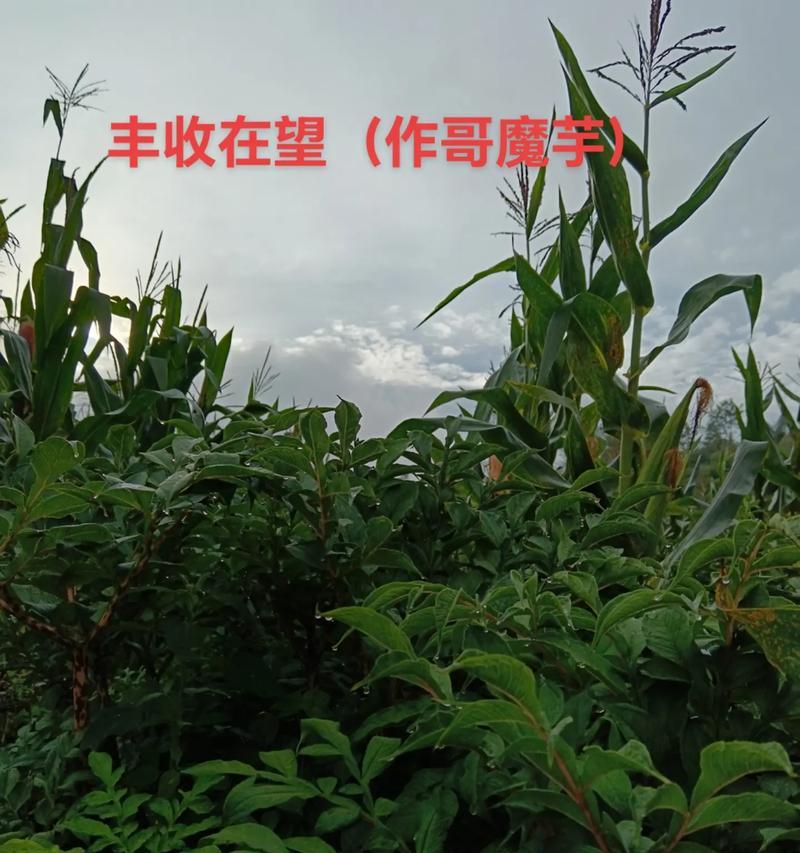 魔芋种子的最佳种植时间（如何选取种植时间让魔芋生长得更好？）-第1张图片-绿意生活