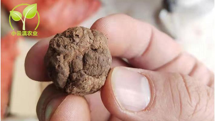 魔芋种子的最佳种植时间（如何选取种植时间让魔芋生长得更好？）-第3张图片-绿意生活