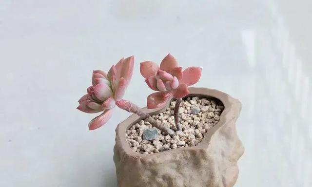 马库斯叶插发芽时间及其影响因素（探究马库斯叶插的发芽时间与温度、湿度、光照等因素的关系）-第1张图片-绿意生活