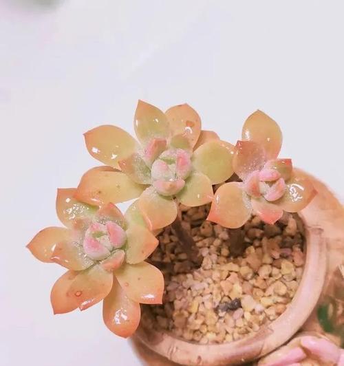 马库斯叶插发芽时间及其影响因素（探究马库斯叶插的发芽时间与温度、湿度、光照等因素的关系）-第3张图片-绿意生活