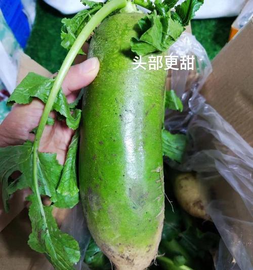 纯沙子种蔬菜指南（选种、施肥、管理全面解析）-第2张图片-绿意生活