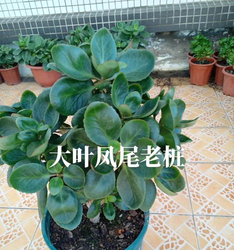 长寿花剪枝技巧大揭秘（什么时候剪枝最好？如何正确操作？）-第1张图片-绿意生活