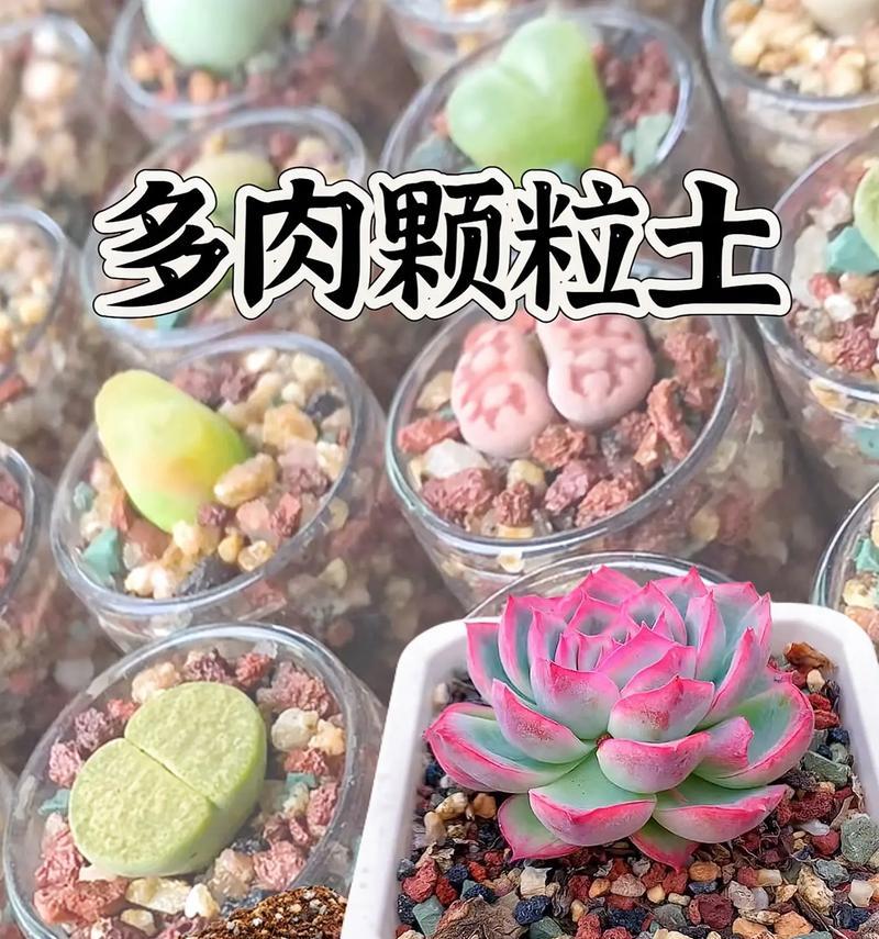 多肉植物的土壤配制方法（打造适合多肉植物生长的土壤体系）-第3张图片-绿意生活