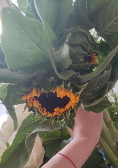 姜荷花的醒花过程（探究姜荷花醒花的条件和方法）-第1张图片-绿意生活