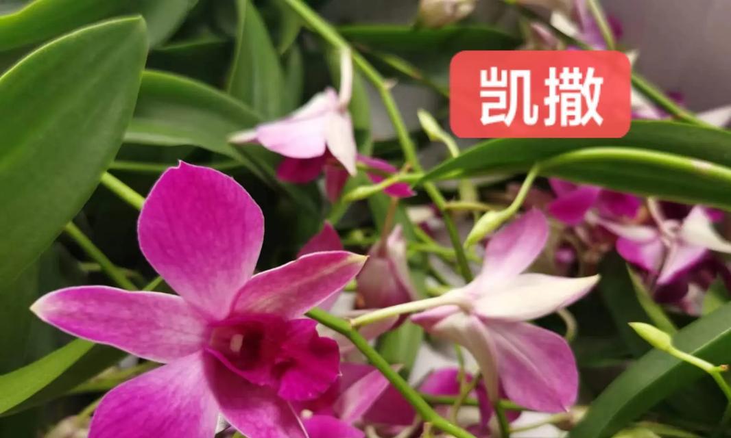 石虎兰花的开花规律（解密石虎兰的开花周期和适宜条件）-第2张图片-绿意生活