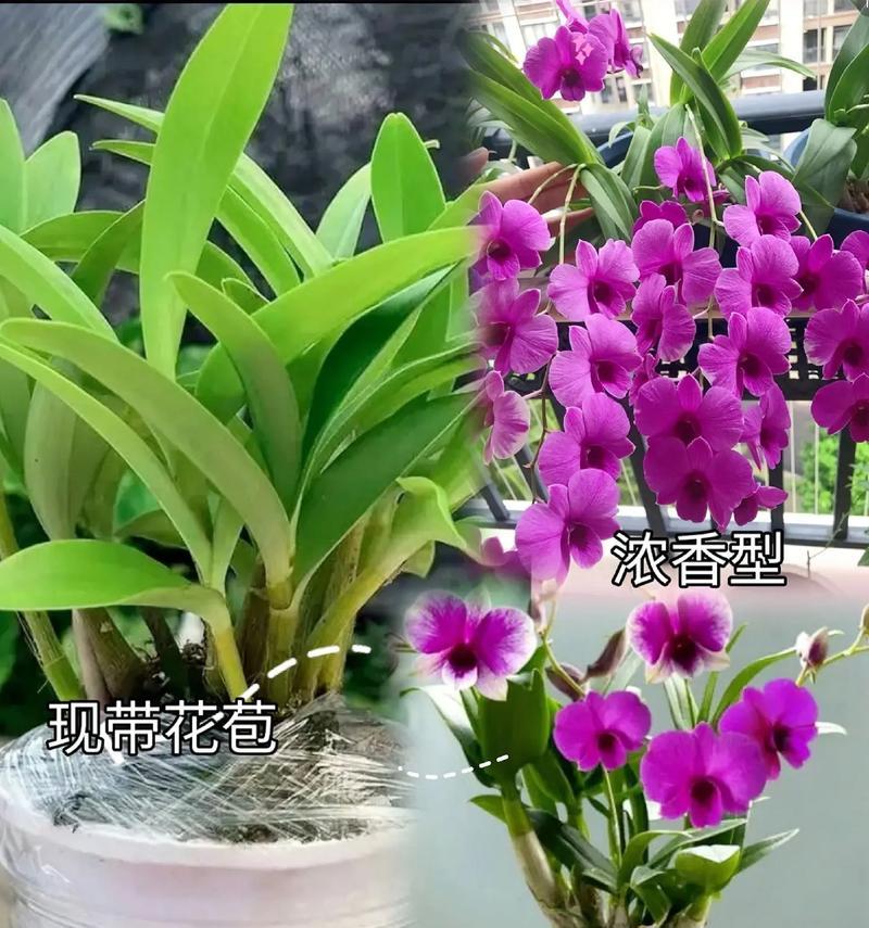 石虎兰花的开花规律（解密石虎兰的开花周期和适宜条件）-第1张图片-绿意生活