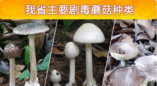 如何辨别农村常见的毒蘑菇（防止误食毒蘑菇，重在识别蘑菇的形态）-第1张图片-绿意生活
