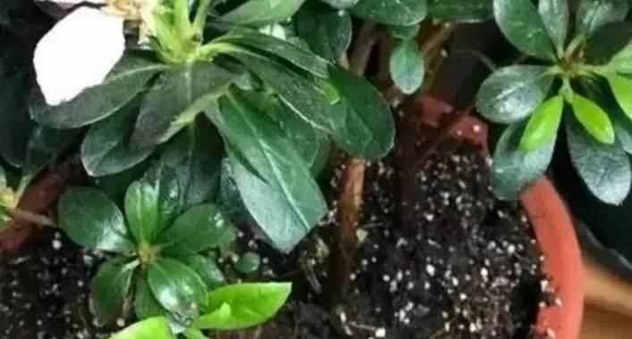 化肥水可否浇花？（化肥水的成分、化肥水对花卉生长的影响、使用化肥水的注意事项）-第3张图片-绿意生活